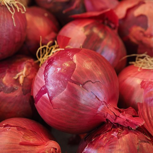 Onion